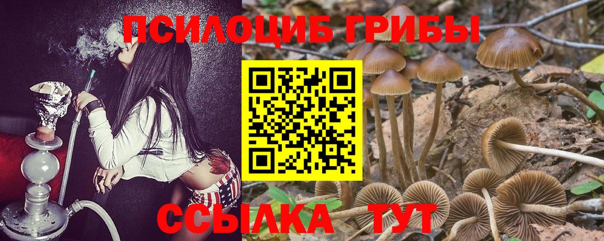 купить наркоту  Вход с VPN  Знаменск  Псилоцибиновые грибы Psilocybine cubensis 