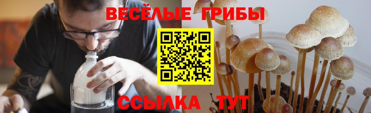 Галлюциногенные грибы Psilocybine cubensis Знаменск